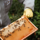 crop beekeeper holding honeycomb in yard