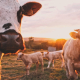 Livestock Excellence: NPowerFarmers Guide to Best Practices in Livestock Farming