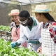 Unlocking Opportunities: How Young Americans and Canadians Thrive in Nigerian Modernized Farming Services