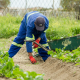 Nigeria's Green Revolution: Innovations and Opportunities in Agriculture