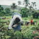 Youth in Agriculture: Driving Innovation for Sustainable Farming