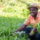 Navigating Currency Waves: Young Farmers' Journey into Nigeria's Modernized Farming Amid Dollar Fluctuations