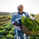 The Role of Women in Sustainable Agriculture: Empowerment and Impact