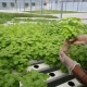 Aquaponics Farming: Revolutionizing Sustainable Agriculture