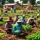 Empowering Farmers: How Npower Farmers Cooperative is Making a Difference