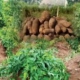 10 Profitable Crops to Grow in Nigeria: A Beginner's Guide