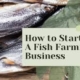 How to Start a Fish Farm: A Beginner’s Guide