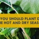 How to Plant During the Dry Season and What to Plant