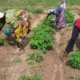 Maximizing the Renewed Hope Agenda: Opportunities for Nigerian Farmers