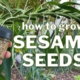 Unlock the Full Potential of Sesame Seed Farming in Nigeria