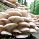 How to Start Mushroom Farming – A Step-by-Step Guide