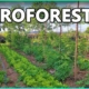 Agroforestry in Agriculture A Sustainable Solution for NpowerFarmers