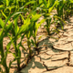 Climate Change Prep for Farmers Building Resilience on Your Farm with npowerfarmers.ng