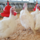 Expanded Guide: Train Chickens and Foreign Turkeys for Farm Success