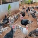 Poultry House with npowerfarmers