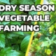 Best Crops to Grow in Dry Season