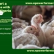 Start Poultry Business in Nigeria with Small Capital + Buy Foreign Turkeys