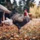 Value Addition in Livestock Farming: How to Make More Profit