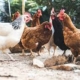 How to sell livestock in Nigeria