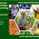 How to Sell Your Farm Produce on Facebook & WhatsApp