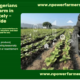 diaspora farming Nigeria, invest in agriculture Nigeria, remote farm setup, Npower Farmers, own farm abroad