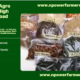 Why Nigerian Agro Products Are Making Waves Abroad There are over 20 million Nigerians living abroad, and dem miss: Traditional food Natural herbs and spices Unprocessed native ingredients Supermarkets, African stores, restaurants, and online buyers abroad dey hunt for Nigerian products daily. If you want to tap into agro-export, these na your top-selling products. ✅ 12 Nigerian Agro Products You Can Export Today 1. Garri (Cassava Flakes) White and yellow variants Can be exported in 1kg, 5kg packs 💡 Sells well in US, UK, Germany 2. Palm Oil Especially red oil for cooking and cosmetics Must be properly sealed, pure, and not mixed 💡 Hot cake in Canada and the UK 3. Ogbono (Wild Mango Seeds) Cleaned, dried, and packaged In huge demand among African & Caribbean buyers 4. Dried Crayfish & Stockfish Requires hygienic packaging Best stored in vacuum-sealed bags 💡 Used in African restaurants worldwide 5. Zobo Leaves (Hibiscus) Used for health drinks and tea Nigeria is one of the top exporters of hibiscus sabdariffa 💡 Germany and Mexico dey buy in tonnes 6. Dried Pepper & Cameroon Pepper Ground or whole Sells in jars, sachets, or ziplock bags 💡 Diaspora homes can’t cook without am! 7. Bitter Leaf (Dried or Washed) Packed and dried bitter leaf go far 💡 Used in restaurants abroad for soups like Ofe Onugbu 8. Groundnut Oil / Palm Kernel Oil Must be properly labeled and sealed Export value rising due to natural oil demand 9. Shea Butter Cosmetic and therapeutic use Big market in France, US, Japan 💡 Make sure it’s pure and certified organic 10. Dry Okra, Scent Leaf & Spices Ground or whole Used in soups and seasoning packs 💡 Diaspora women love native food bundles 11. Sesame Seeds Used in oil, snack, and health industry 💡 High export demand from Turkey, Japan, and China 12. Snail (Frozen or Dried) Dried snail can be exported with proper documentation 💡 Huge demand among Afro-Caribbean buyers 💼 Want to Start Exporting? At Npower Farmers Cooperative Society, we help you: Source farm products directly from farmers Package and label professionally Get NEPC registration and export documentation Access air/sea shipping options Sell to buyers abroad through our network 👉 Join us now: https://npowerfarmers.ng/export-support 🐶 Dog Sales Still Available! We now sell different breeds of healthy dogs and puppies: Security dogs (local & mixed) Companion pets 📦 Available in Abuja 👉 Visit: https://npowerfarmers.ng/dogs-for-sale 🦃 Foreign Turkey Sales Still Ongoing! Our strong, healthy turkeys are perfect for: Poultry startup December resale Family consumption 👉 Place your order: https://npowerfarmers.ng/foreign-turkey-sales 📲 Stay Connected ✅ WhatsApp Channel: Click here to join ✅ Telegram: t.me/farmersupdates ✅ Facebook Page: facebook.com/NPFCS 💡 Moral of the Day: Nigerian food no dey stay long for shelf abroad — na who dey export clean and correct products dey chop big money. Start small, start clean, and let Npower Farmers handle the heavy lifting.